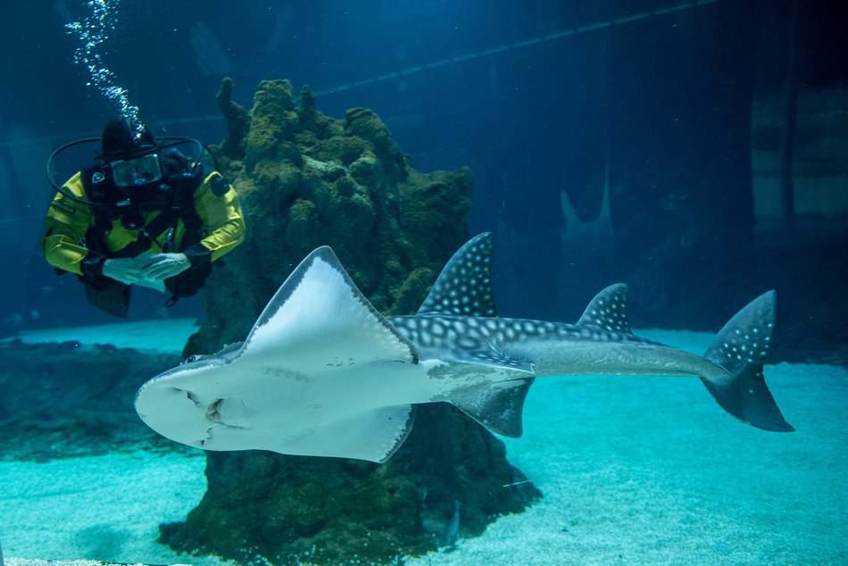 Łódź. Orientarium Zoo Łódź z kolejną wielką atrakcją. Wpadnij na środy z nurkowaniem!