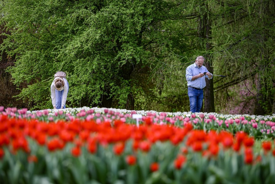 Morze tulipanów w Ogrodzie Botanicznym w Łodzi. Nie możesz tego przegapić