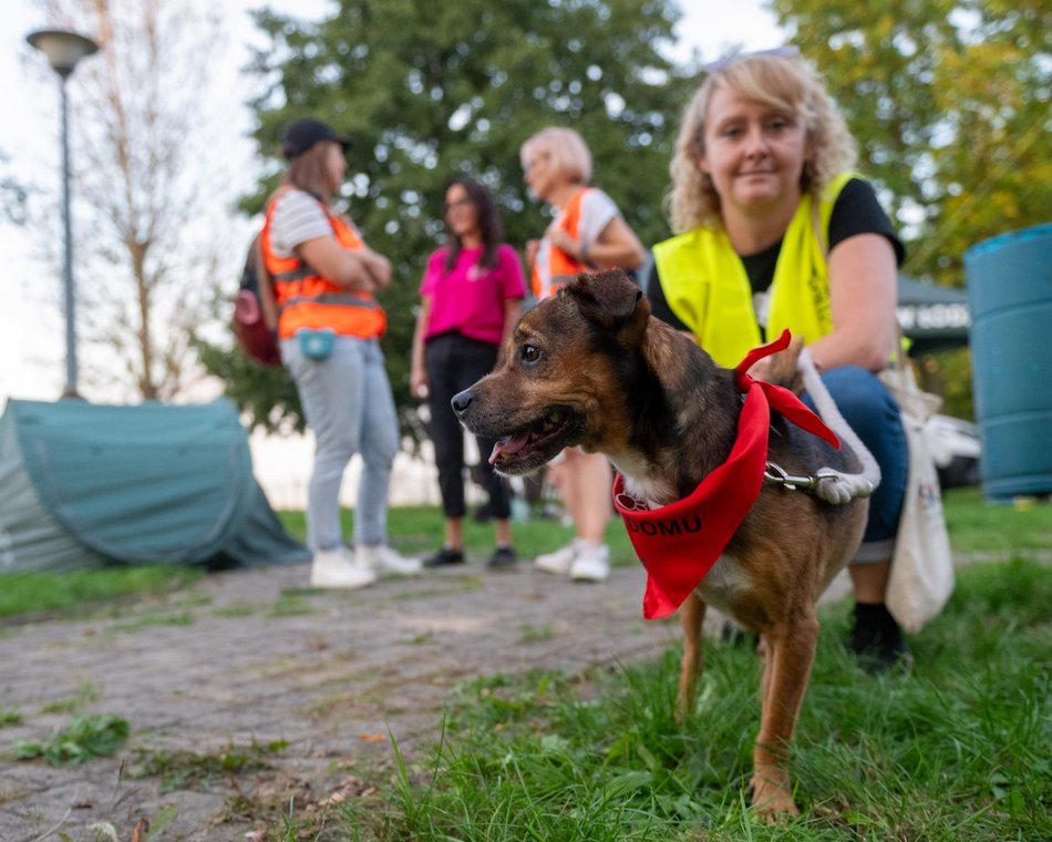 Łódź. Ostatni Psia Polówka w Łodzi za nami. Nic słodszego dziś nie zobaczysz!