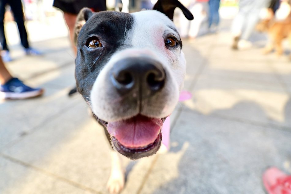 Łódź. Psy ze schroniska w Łodzi pomogą w resocjalizacji więźniów. Innowacyjny projekt stał się faktem