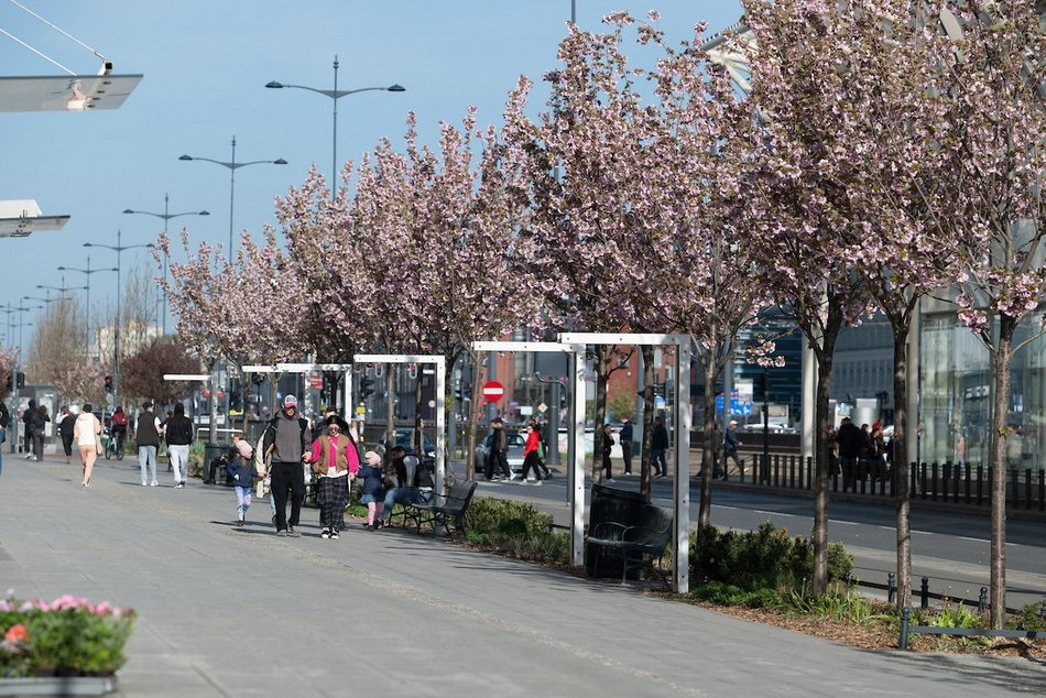 Łódź. Zielona trasa W-Z w Łodzi. Ponad 2 tysiące drzew kwitnie od Retkini po Olechów!