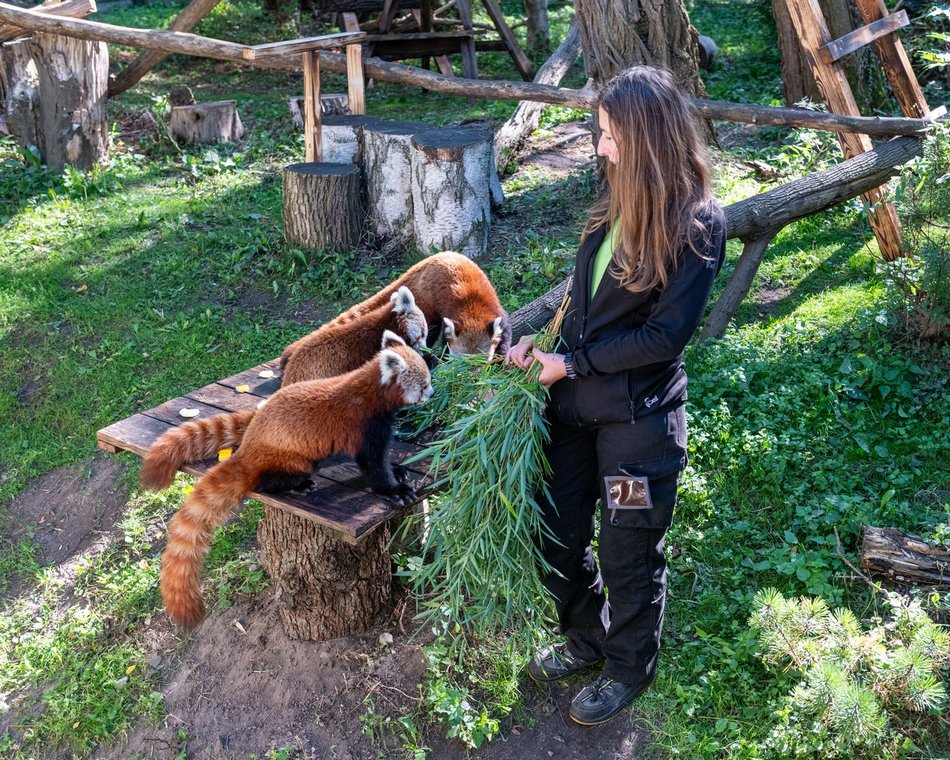 Dzień pandy małej w Orientarium Zoo Łódź