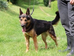 Lila czeka na dom w schronisku w Łodzi. Przygarniesz ją do siebie?