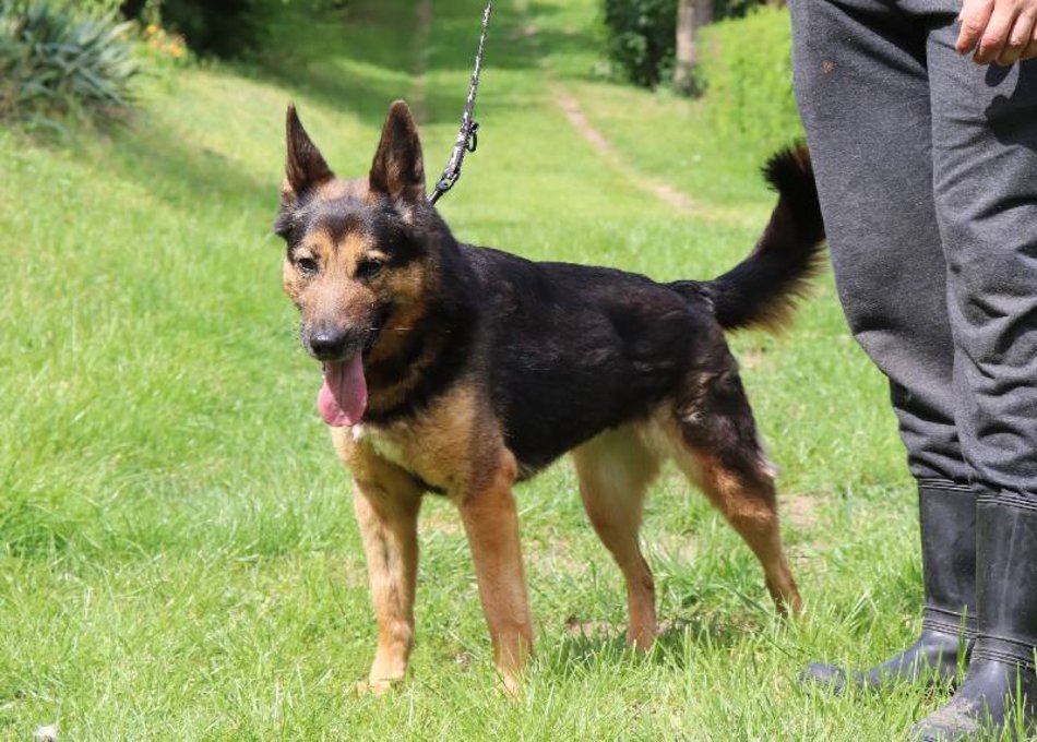 Lila czeka na dom w schronisku w Łodzi. Przygarniesz ją do siebie?