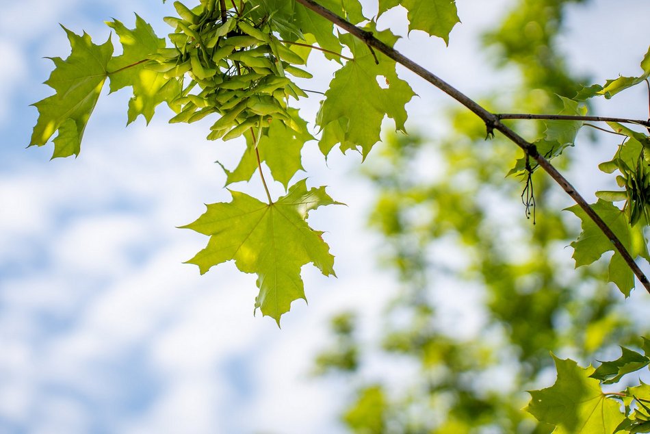 Setki nowych drzew i morze kwiatów w Łodzi. Na których osiedlach pojawią się nasadzenia?