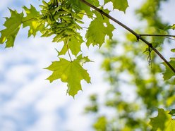 Setki nowych drzew i morze kwiatów w Łodzi. Na których osiedlach pojawią się nasadzenia?