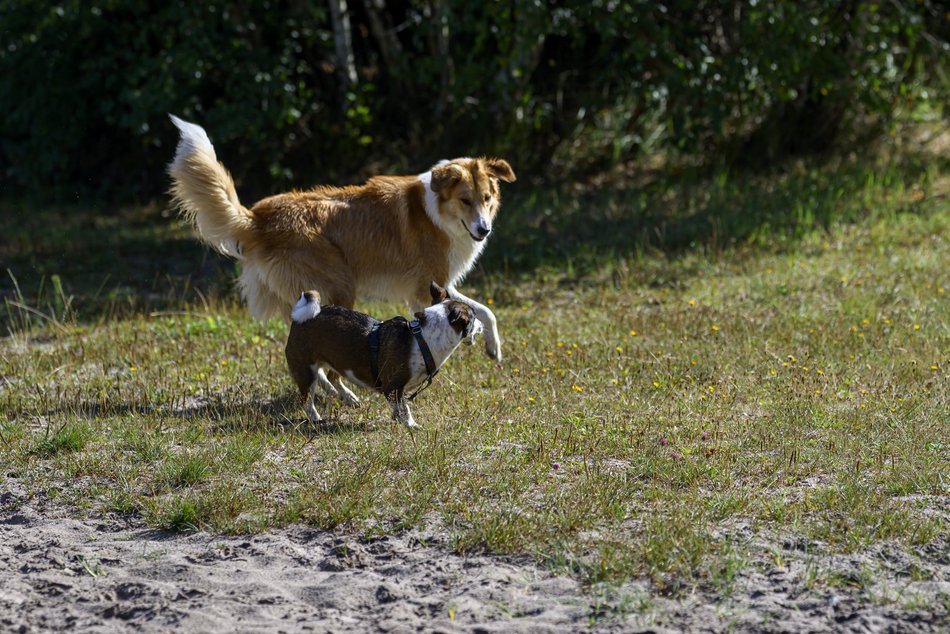Psiejski piknik rodzinny na Uroczysku Lublinek w Łodzi. Co to była za zabawa!