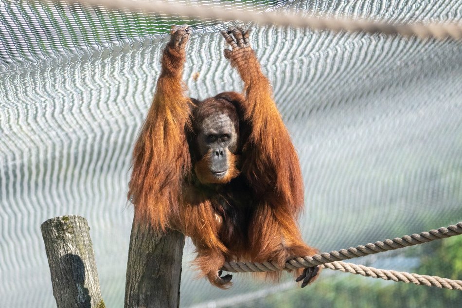 Orangutany hasają już na dworze! Nowy wybieg dla zwierzaków w Orientarium Zoo Łódź