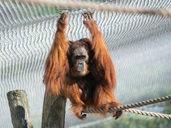 Orangutany hasają już na dworzu! Nowy wybieg dla zwierzaków w Orientarium Zoo Łódź