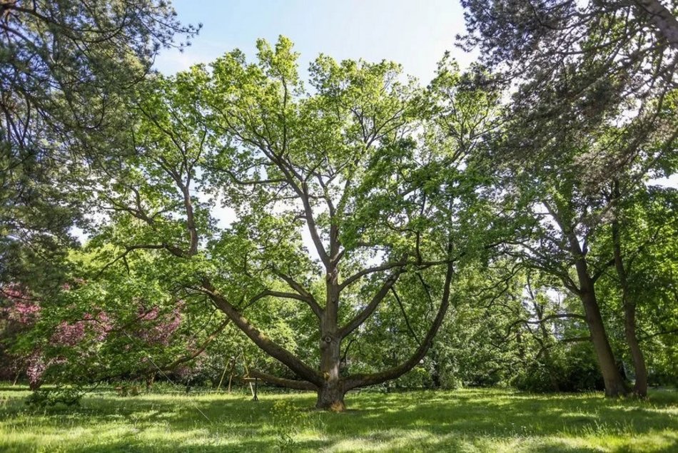 Дуб Fabrykant бореться за звання Європейського дерева року 2023