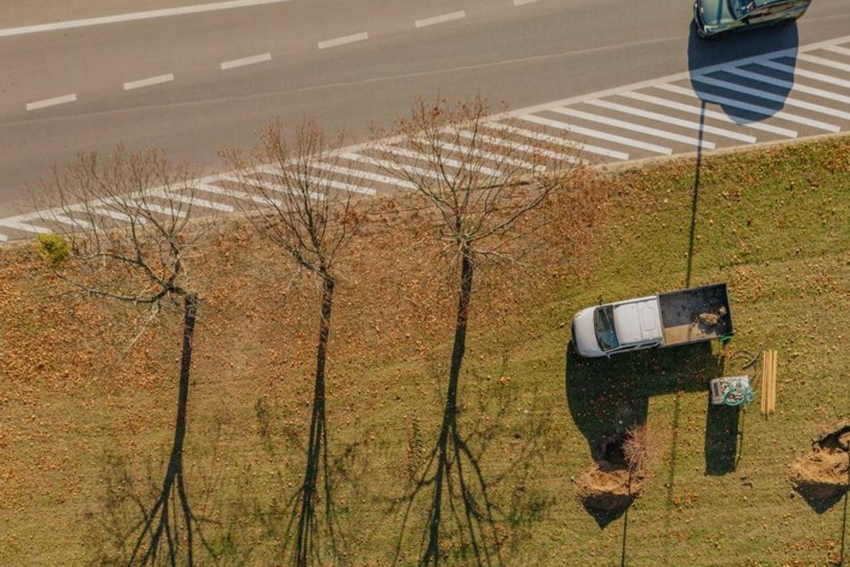 Łódź. Nowe drzewa, jesienne nasadzenia