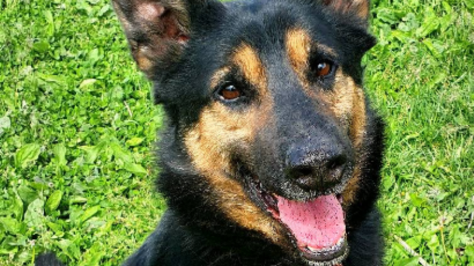 Łódź. Pies Rambo ze schroniska w Łodzi