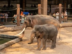 Orientarium Zoo Łódź. Maskotki słoni wspierają zwierzęta żyjące w naturze