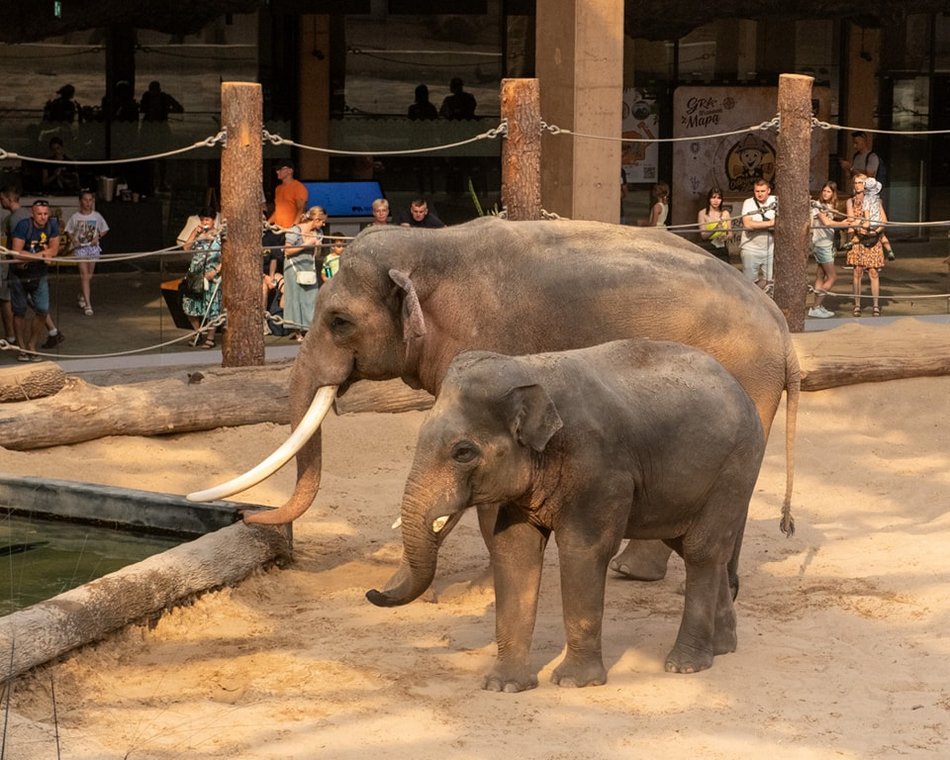 Orientarium Zoo Łódź. Maskotki słoni wspierają zwierzęta żyjące w naturze