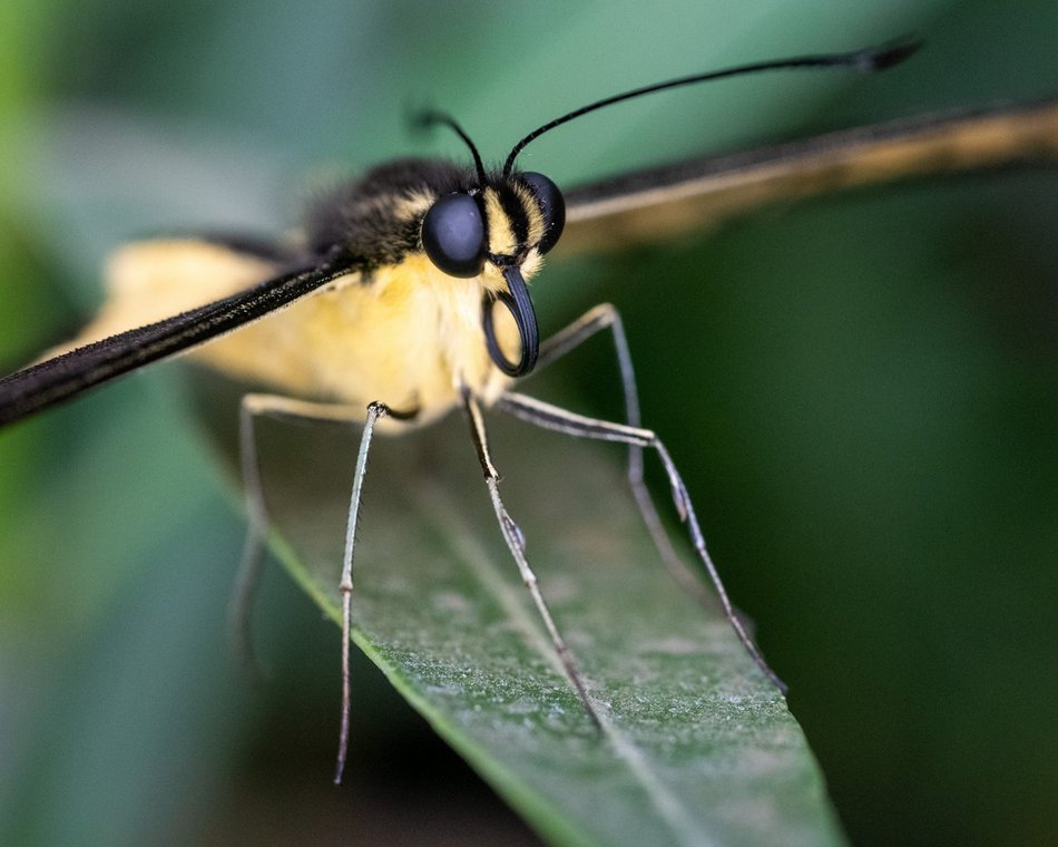 Motylarnia w Orientarium Zoo Łódź - motyle i odwiedzający w motylarni