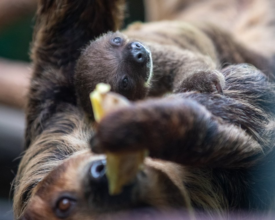 Łódź. Znamy płeć leniwca z Orientarium Zoo Łódź