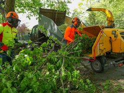 Drzewa przy Palki w Łodzi jak nowe. Ruszyły prace pielęgnacyjne