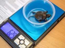 Wielki powrót żółwi błotnych! Orientarium Zoo Łódź z innowacyjnym programem reintrodukcji