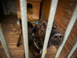 Fundacja Niechciane i Zapomniane pomogła już wielu zwierzętom