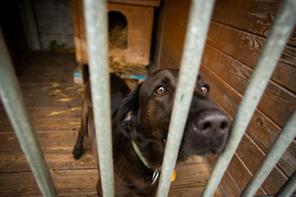 Fundacja Niechciane i Zapomniane pomogła już wielu zwierzętom