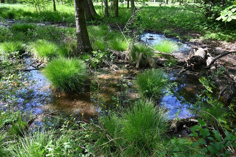 Rozlewisko w dolinie rzeki Lamus. Park Źródliska II