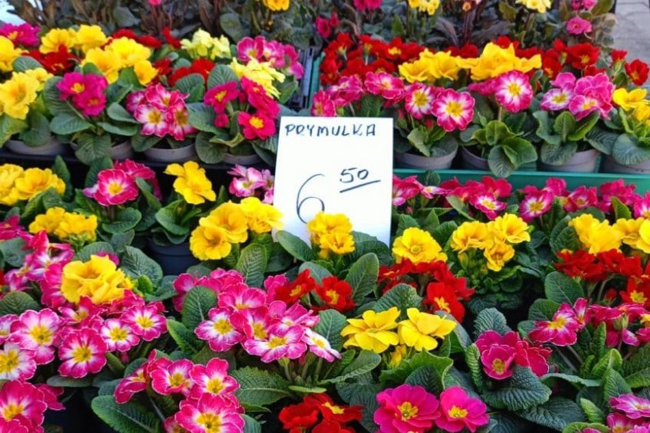 Łódź. Ceny kwiatów w Łodzi. Rynki, stragany, kwiaciarnie i supermarkety
