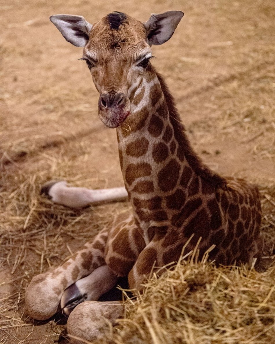 Narodziny żyrafy w Orientarium Zoo Łódź