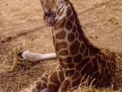 Narodziny żyrafy w Orientarium Zoo Łódź