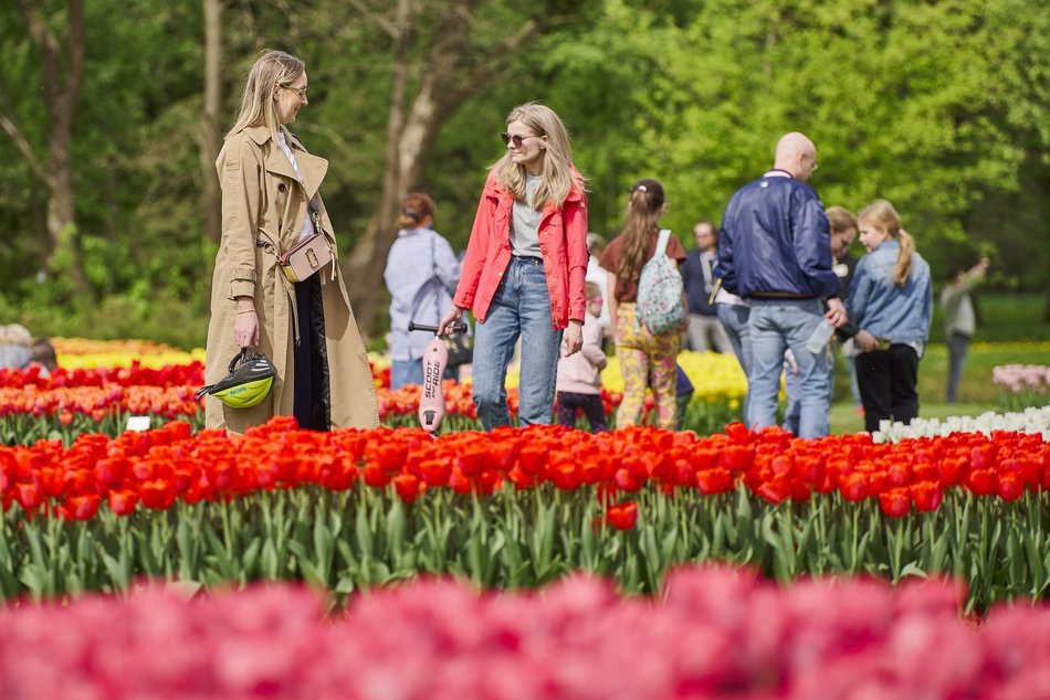 Kwitnące tulipany w Ogrodzie Botanicznym w Łodzi