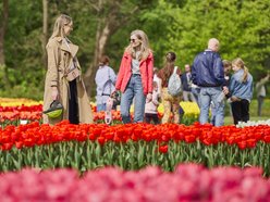 Kwitnące tulipany w Ogrodzie Botanicznym w Łodzi