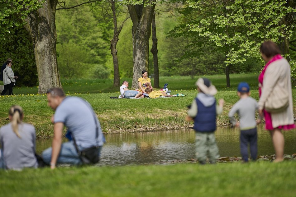 Kwitnące tulipany w Ogrodzie Botanicznym w Łodzi