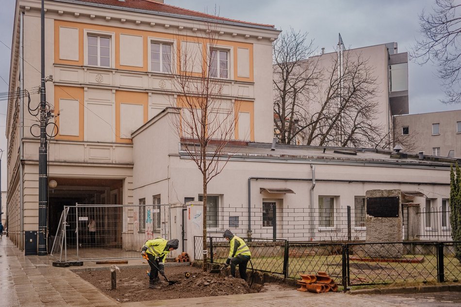 Sadzenie drzew na ul. Legionów przy placu Wolności