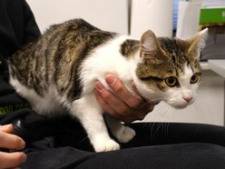 Łódź. Jadzia ze schroniska czeka na nową rodzinę