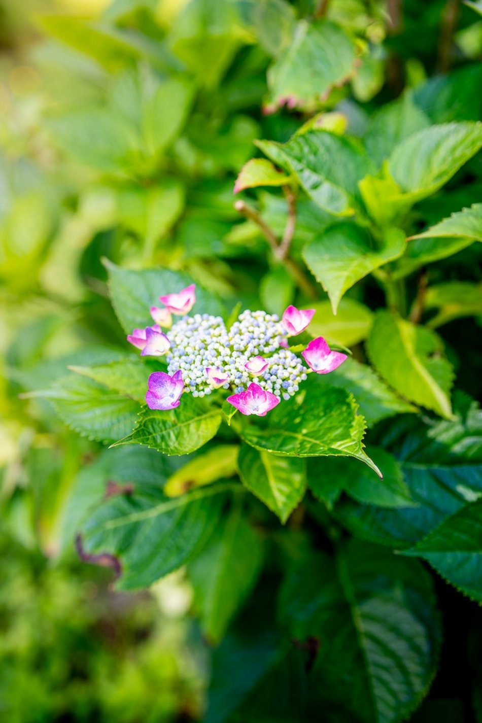 Łódź. Hortensje opanowały Ogród Botaniczny w Łodzi! To prawdziwa feeria barw