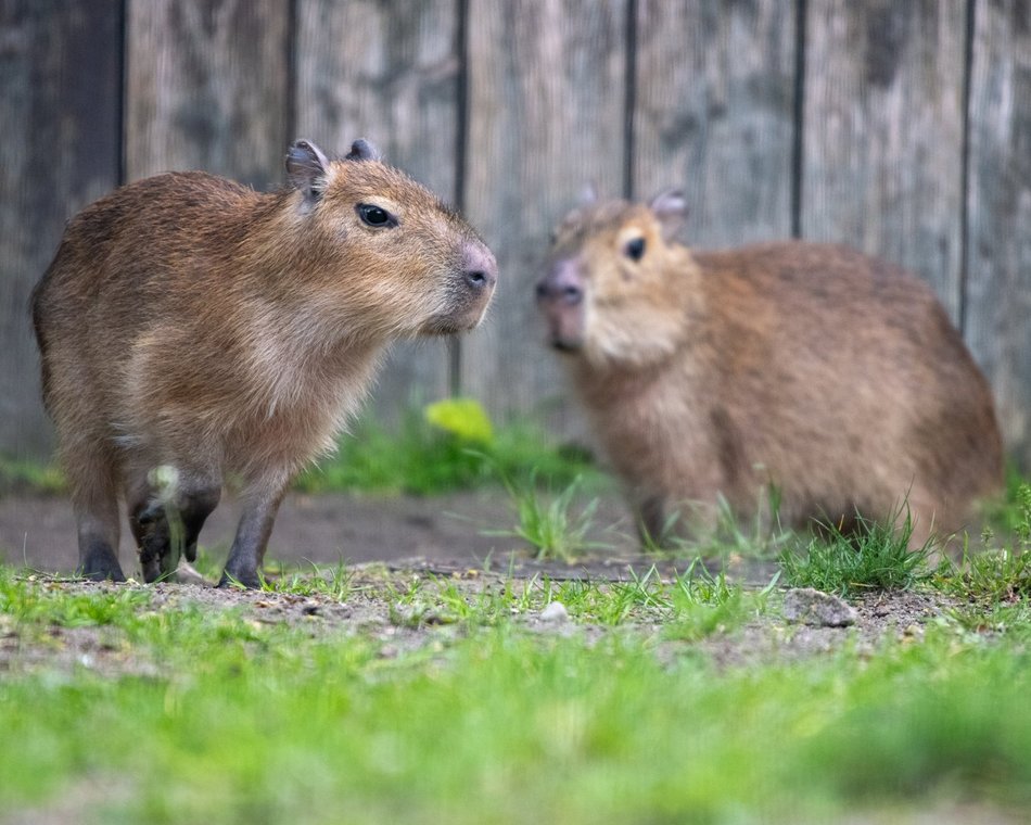 Orientarium Zoo Łódź w 2024 roku powiększyło się o nowych mieszkańców