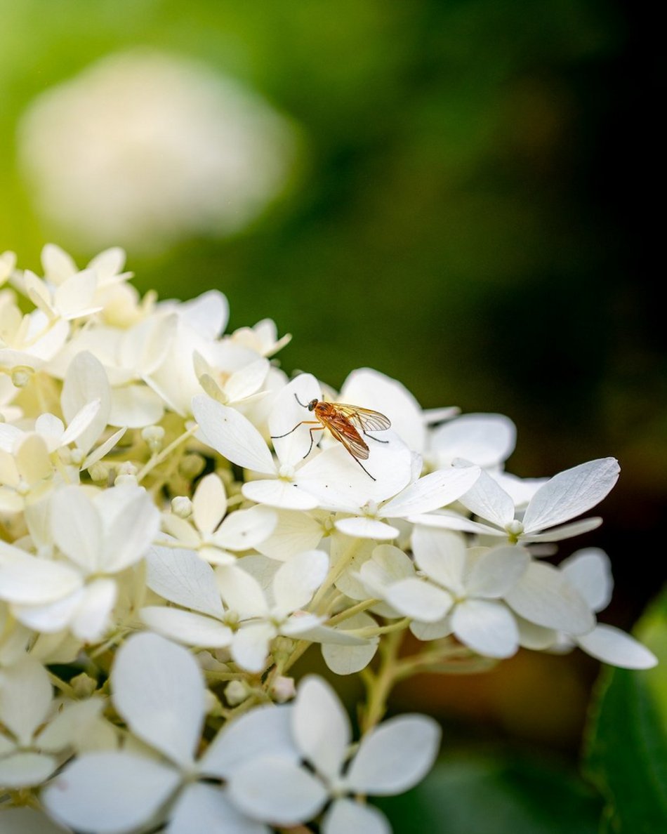 Łódź. Hortensje opanowały Ogród Botaniczny w Łodzi! To prawdziwa feeria barw