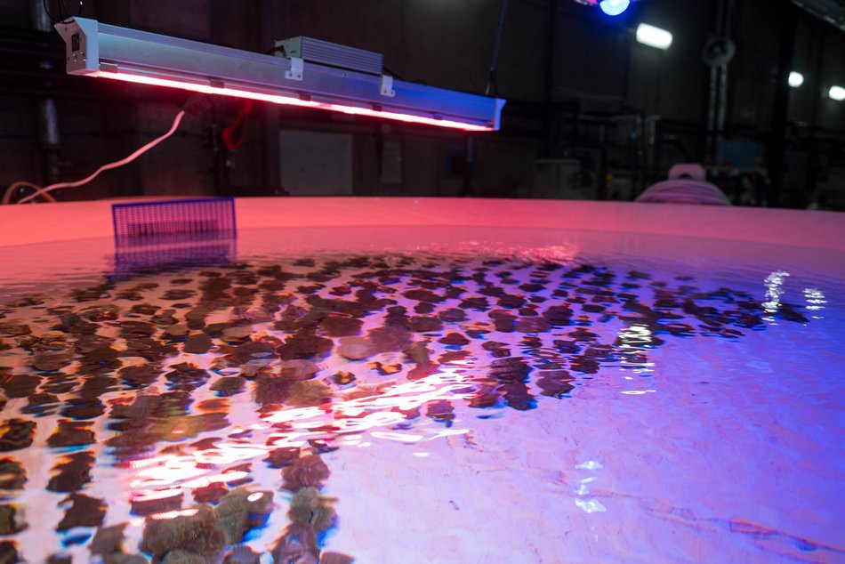 Łódź. Największy przemyt w historii udaremniony! Niemal 1000 koralowców uratowanych przez Orientarium