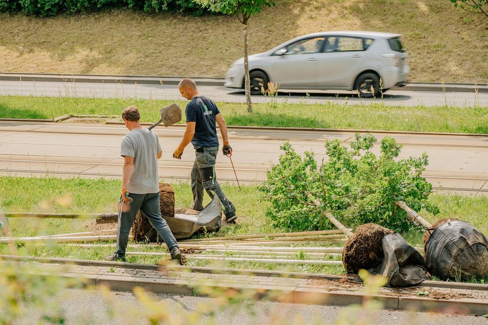 Nowe drzewa przy Wyszyńskiego w Łodzi. Lato na Retkini będzie jeszcze bardziej zielone