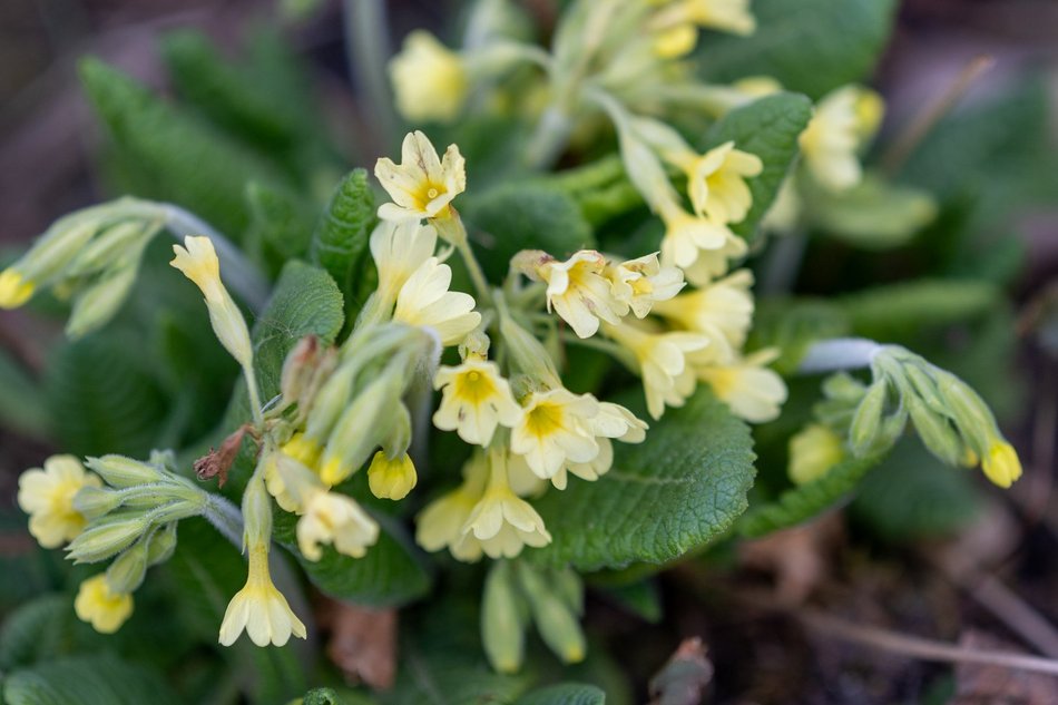 Wiosenny Ogród Botaniczny w Łodzi. Spacer wśród budzącej się do życia przyrody