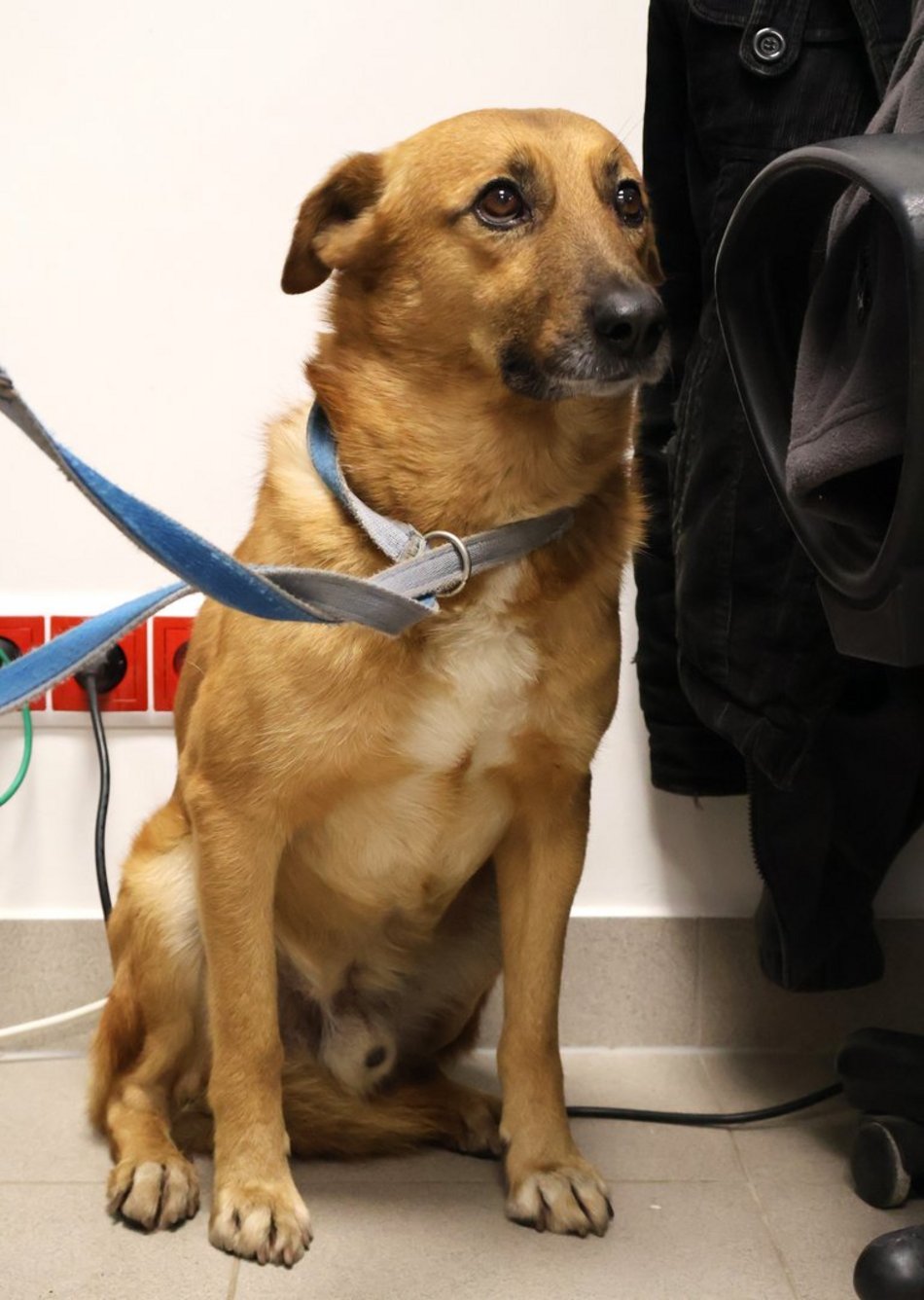 Łódź. Kraty schroniska w Łodzi zamiast choinki