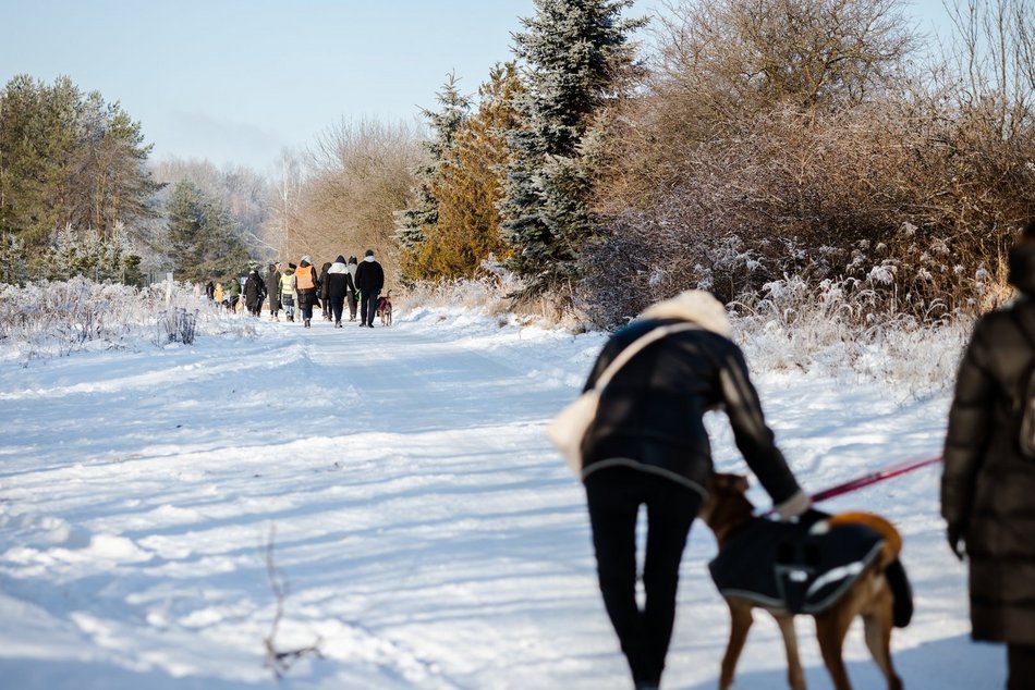 Łódź. Psy ze schroniska w Łodzi na spacerze