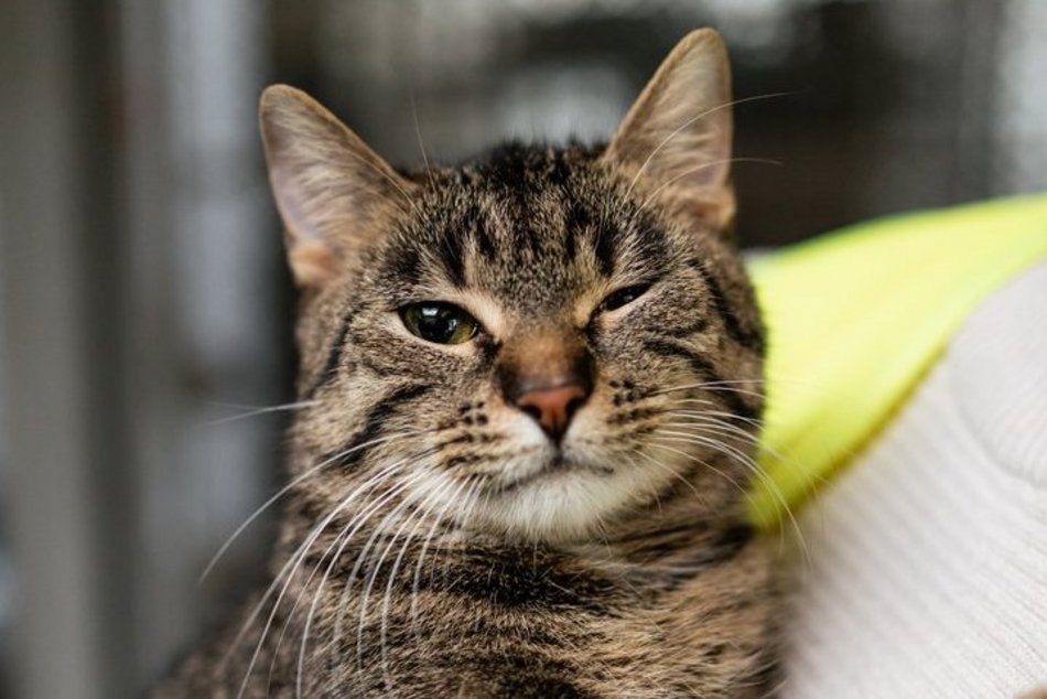 Łódź. Kocie walentynki w schronisku w Łodzi. Zobacz zdjęcia ze spotkania adopcyjnego