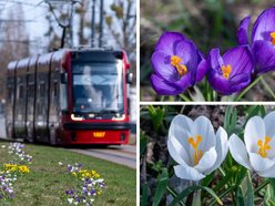 Łódź. Żonkile i krokusy opanowały Piłsudskiego. Wiosna w Łodzi w najpiękniejszym wydaniu