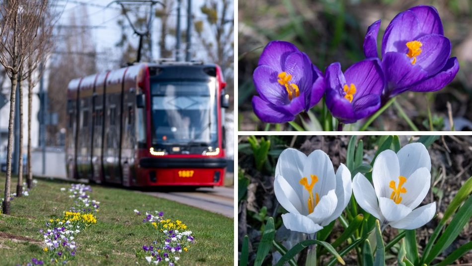 Łódź. Żonkile i krokusy opanowały Piłsudskiego. Wiosna w Łodzi w najpiękniejszym wydaniu
