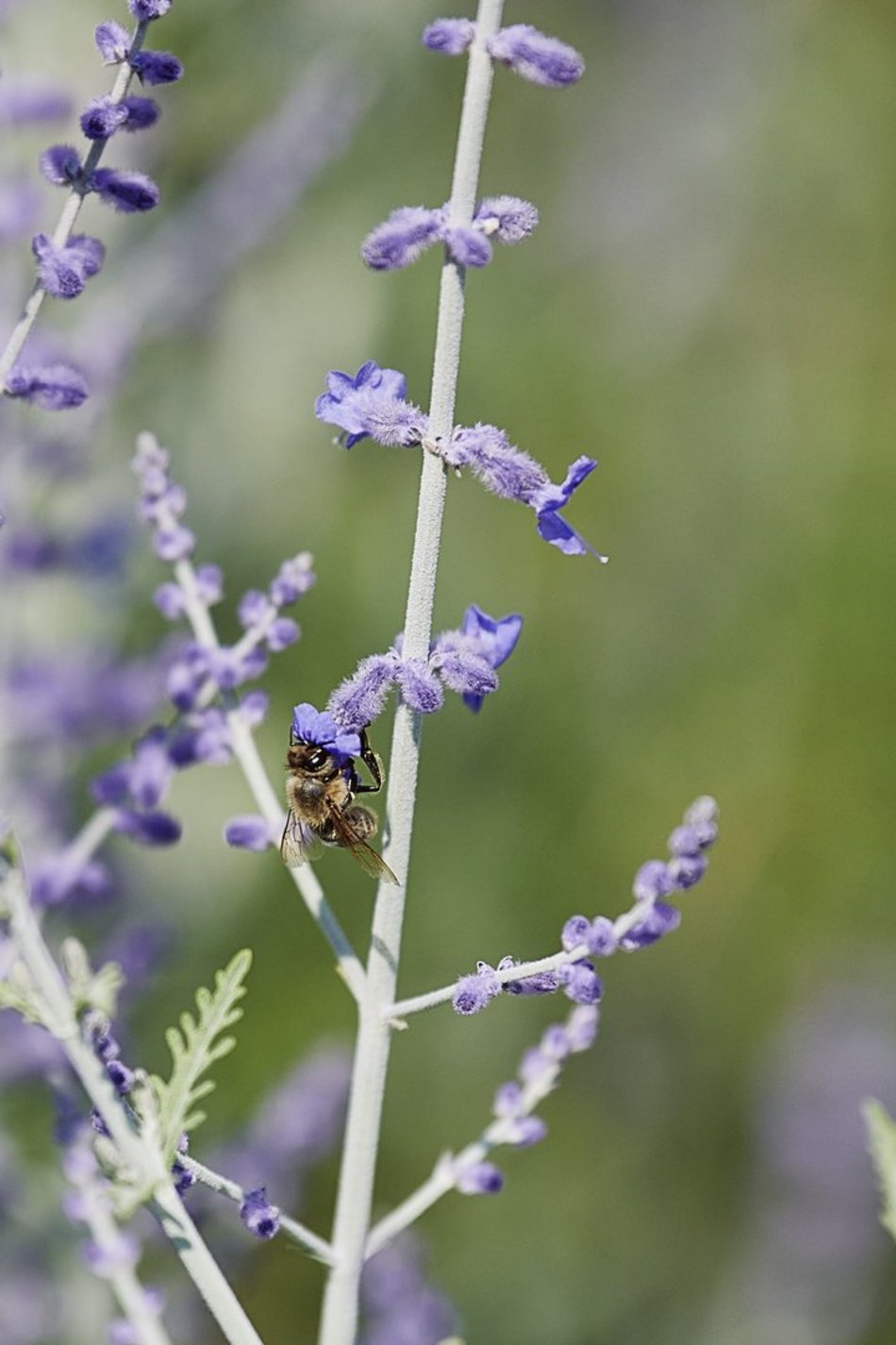 Kwiatowa łąka na ul. Kopcińskiego w Łodzi