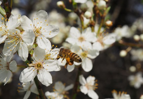 „Pszczoły i inne bezkręgowce"