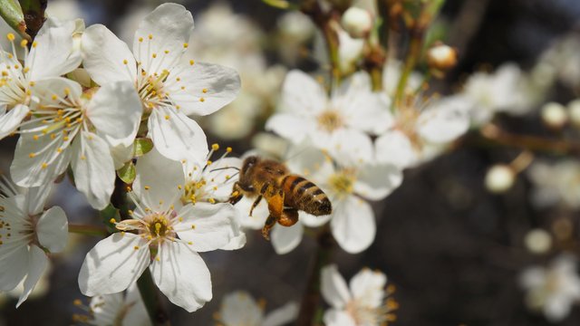 «Бджоли та інші безхребетні». Ботанічний сад у Лодзі з унікальною виставкою
