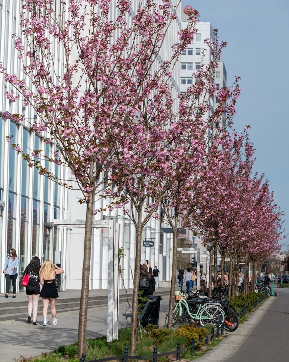 Łódź. Różowa aleja w centrum miasta. Przy Piłsudskiego zakwitły wiśnie japońskie!