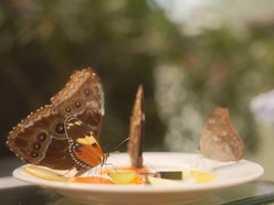 Łódź. Motyle z tropików na długi weekend. Kolorowa wystawa w Palmiarni