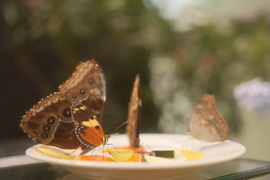 Łódź. Motyle z tropików na długi weekend. Kolorowa wystawa w Palmiarni